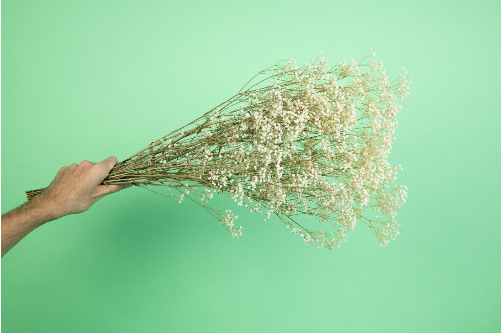 Gypsophile stabilisé ( 8 couleurs )