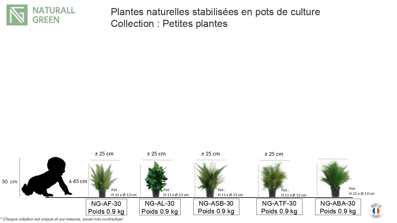 Plante naturelle stabilisée Barba 30 cm