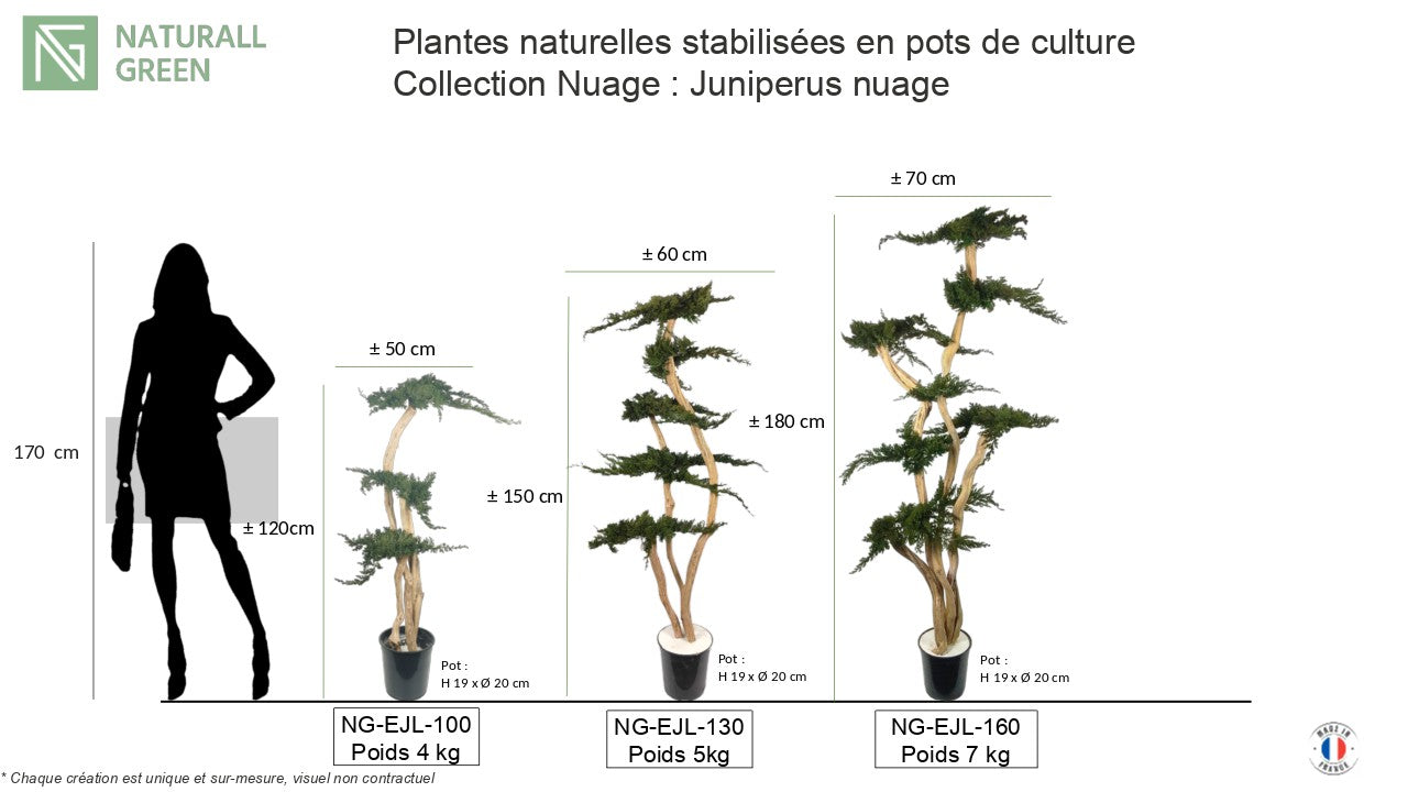 Arbre naturel stabilisé Juniperus nuage