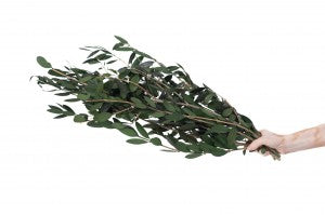 Provenzalischer stabilisierter Olivenbaum