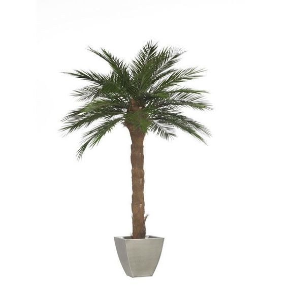 Palmier naturel stabilisé Phoenix tronc