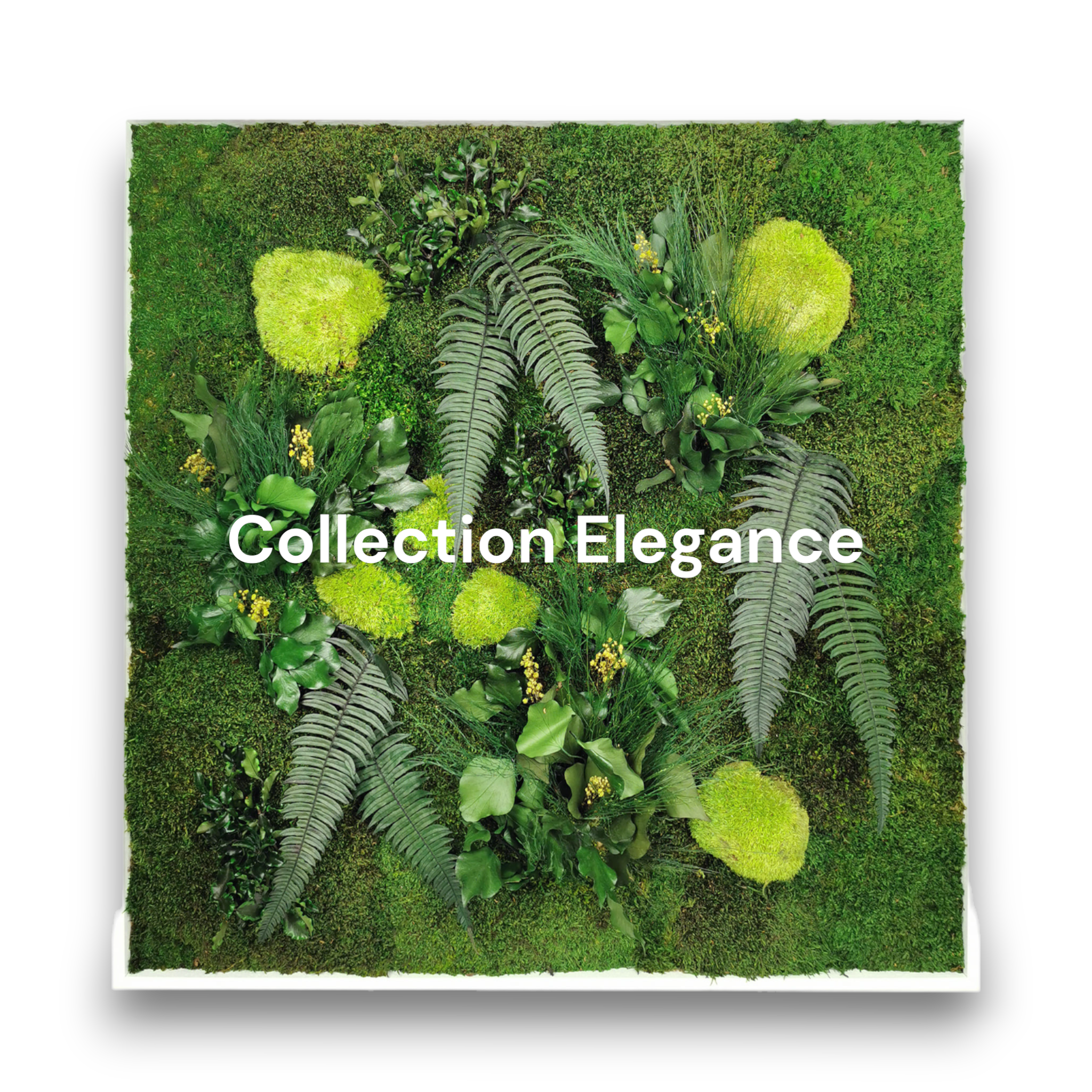 Tableau végétal stabilisé sur mesure collection Elegance - mousses boules vertes fougères lierres gypsophile - personnalisable dimensions couleurs - jardin vertical intérieur sans entretien arrosage
