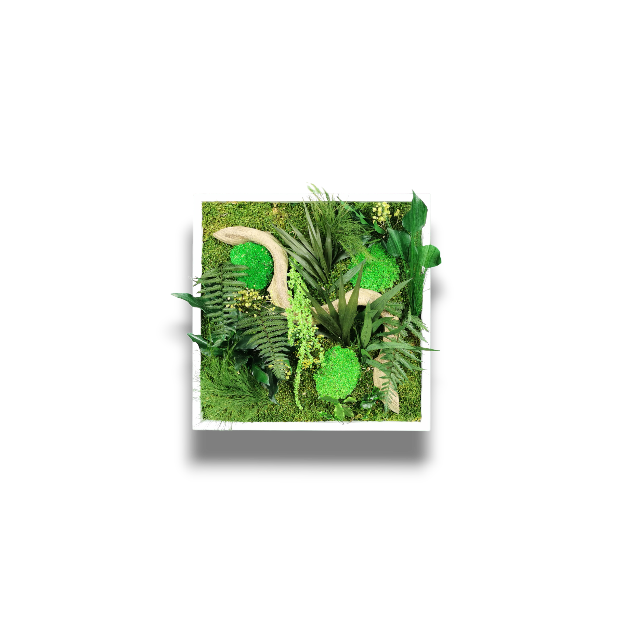 Tableau végétal naturel stabilisé Jungle 35x35