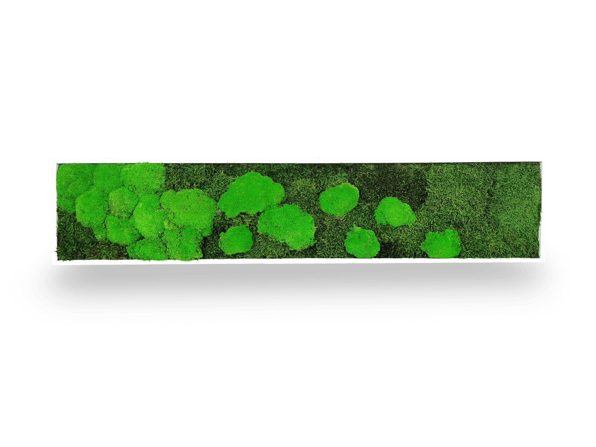 Tableau végétal naturel stabilisé Moss 25x115