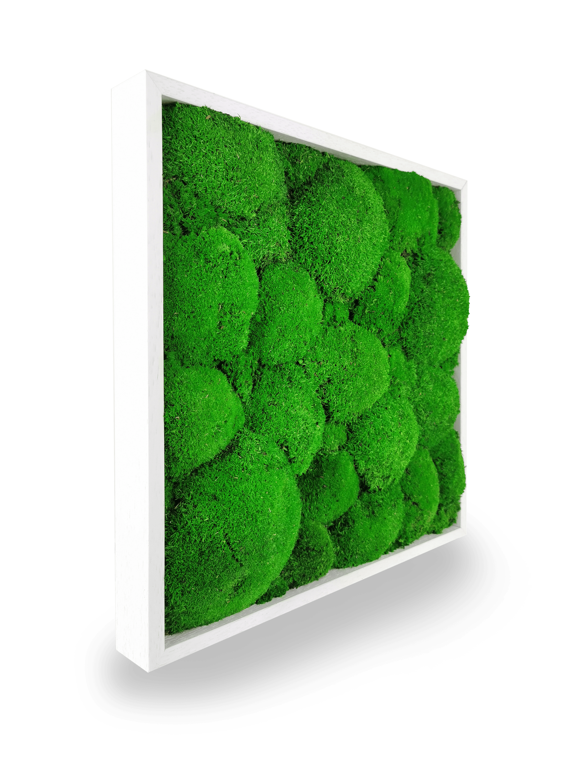 Tableau végétal naturel stabilisé Sphere 35x35