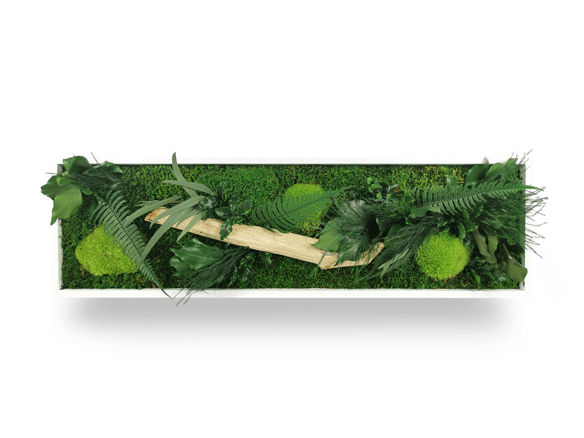 Tableau végétal naturel stabilisé Wood 20x70